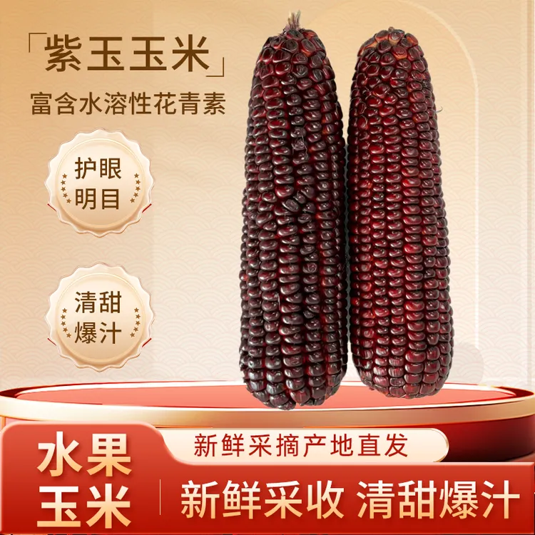 爆浆冰糖紫玉米满满花青素儿童护眼好食材预售11月初现摘现发