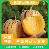 【云南石林】树上熟人参果黄肉清甜多汁果园现摘新鲜应季水果包邮