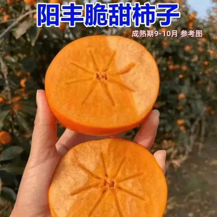 脆甜柿子树苗嫁接柿子苗盆栽地栽南方北方庭院种植果树苗当年结果