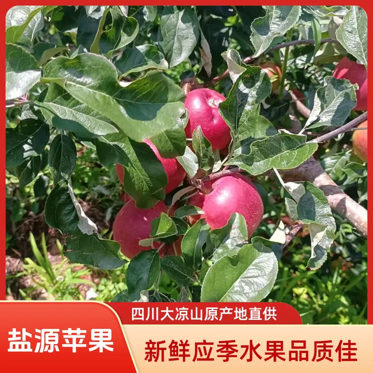 四川大凉山丑苹果新鲜应季水果香甜多汁美味可口新鲜直达