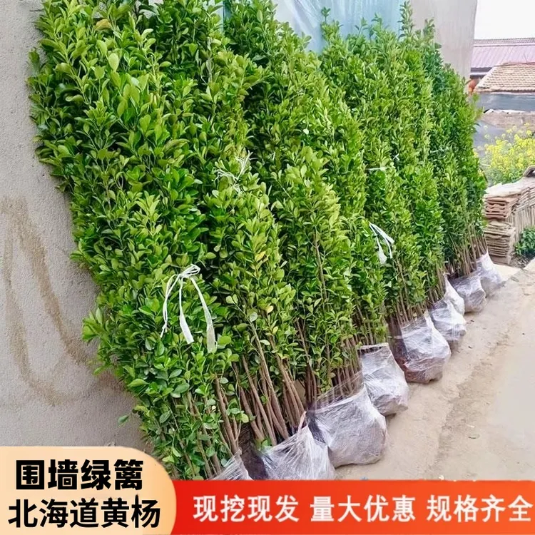 耐旱北海道黄杨苗冬青树苗四季常青室外庭院围墙篱笆绿篱植物耐寒