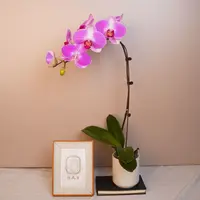 悠花里蝴蝶兰【情人二号】（3.0寸）带花带花苞开花珠发货