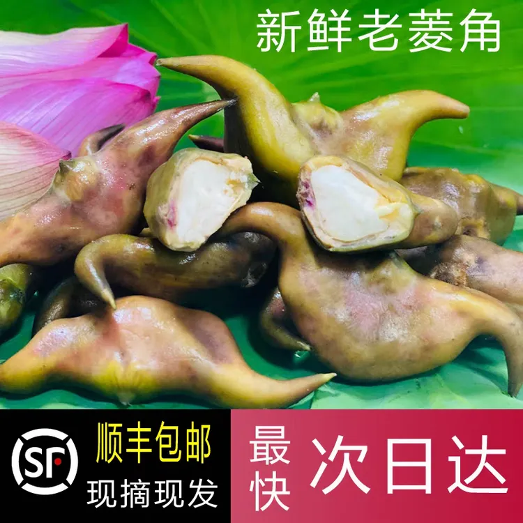 洪湖当季老菱角湖北新鲜菱角软糯香甜农家土特产凌角棱角京东包邮