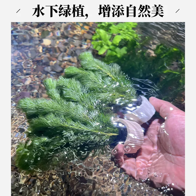 绿菊草水草活体阴性植物增氧净化水质鱼缸造景好养易活