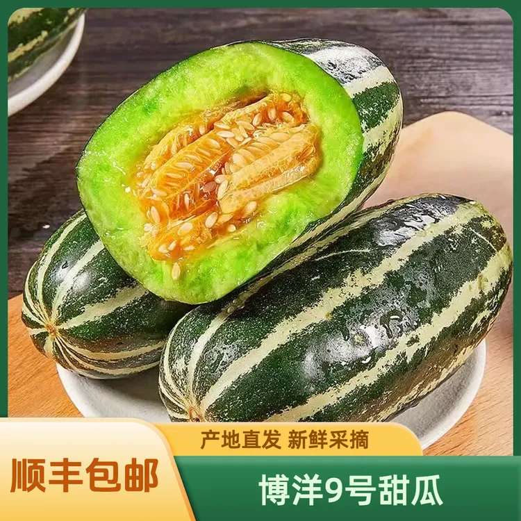 【顺丰包邮】正宗博洋9号甜瓜新鲜采摘脆甜多汁产地直发