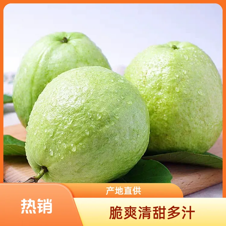广西产地直供新鲜采摘白心番石榴芭乐果红心芭乐脆爽清甜多汁水果