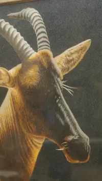 【闪购商品】      ZCXZ藏羚羊   