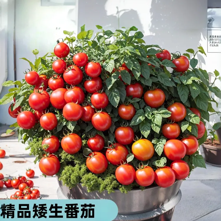 下单就发3包】矮生盆栽樱桃小番茄普罗旺斯西红柿圣女果苗蔬菜种孑