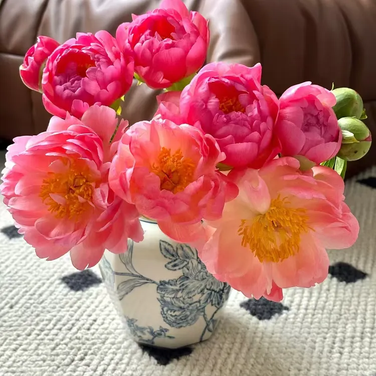 现货【落日珊瑚】芍药鲜切花菏泽基地冷链直发