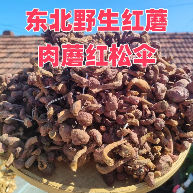 新货东北野生红松伞红蘑肉蘑松树伞蘑菇炖小鸡滑溜溜净重无根