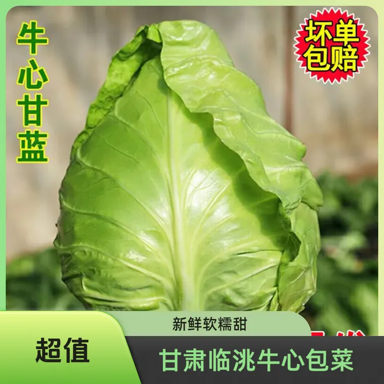 甘肃定西临洮农家露天种植新鲜牛心包菜软糯清甜卷心菜甘蓝菜