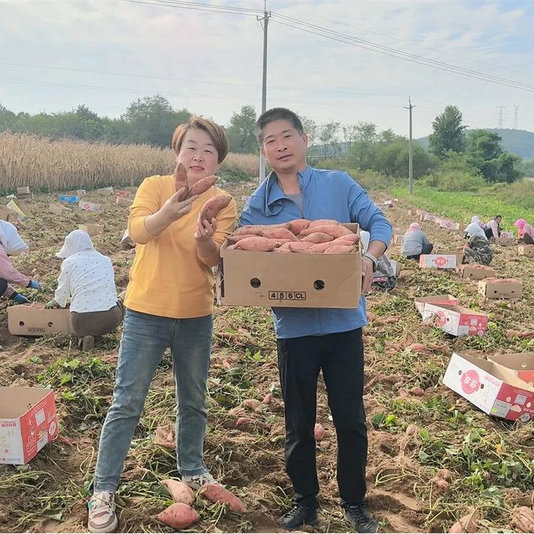 辽宁庄河当地老品种地瓜番薯蜜薯五斤包邮
