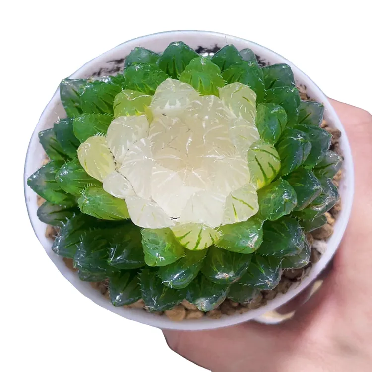 宝莲灯多肉植物室内阳台客厅花卉小型盆栽懒人绿植多肉玉露