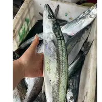 威海特产渤海湾鲅鱼