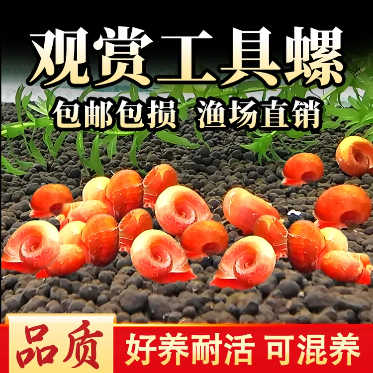 观赏鱼苹果螺除藻螺迷你观赏螺蜗牛工具螺清理残食清洁螺