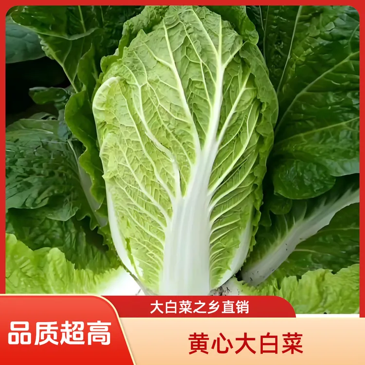 黄心大白菜叶东北大酸菜泡菜现砍现发鲜嫩农家种植白菜玉田大白菜