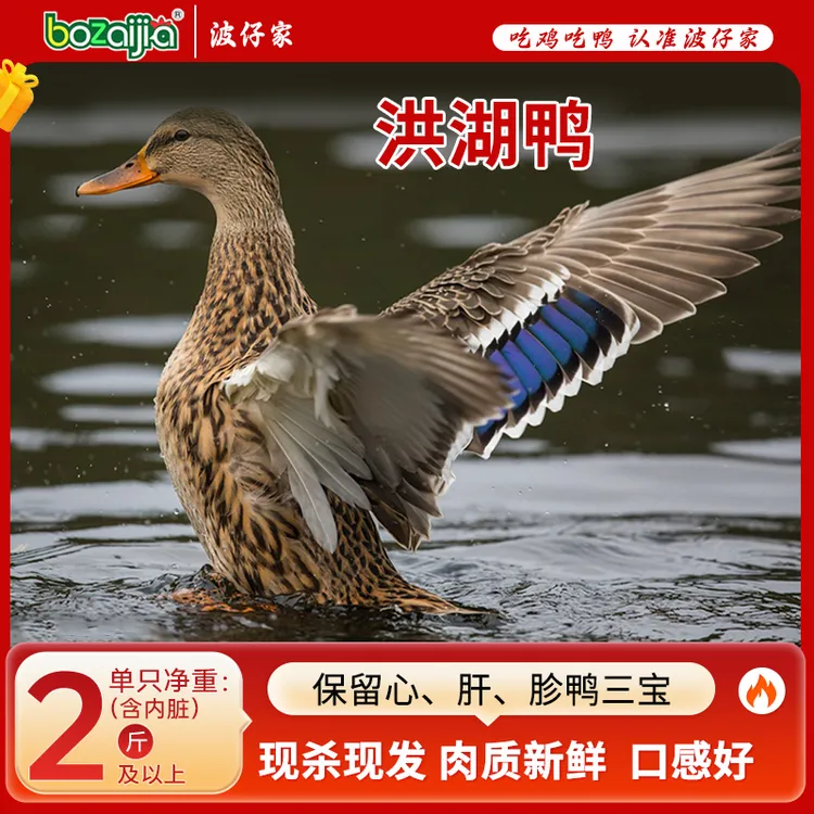 bozaijia波仔家【洪湖鸭】波仔家洪湖散养荆江老麻鸭正宗土鸭