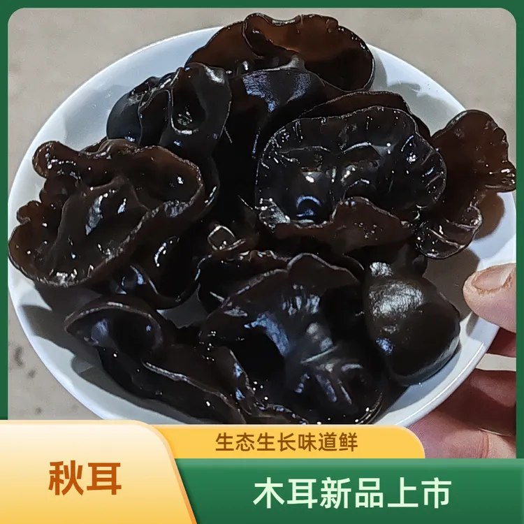 【秋耳TJ】25新品长白山东北黑木耳新货 现摘现售原生态林区生长