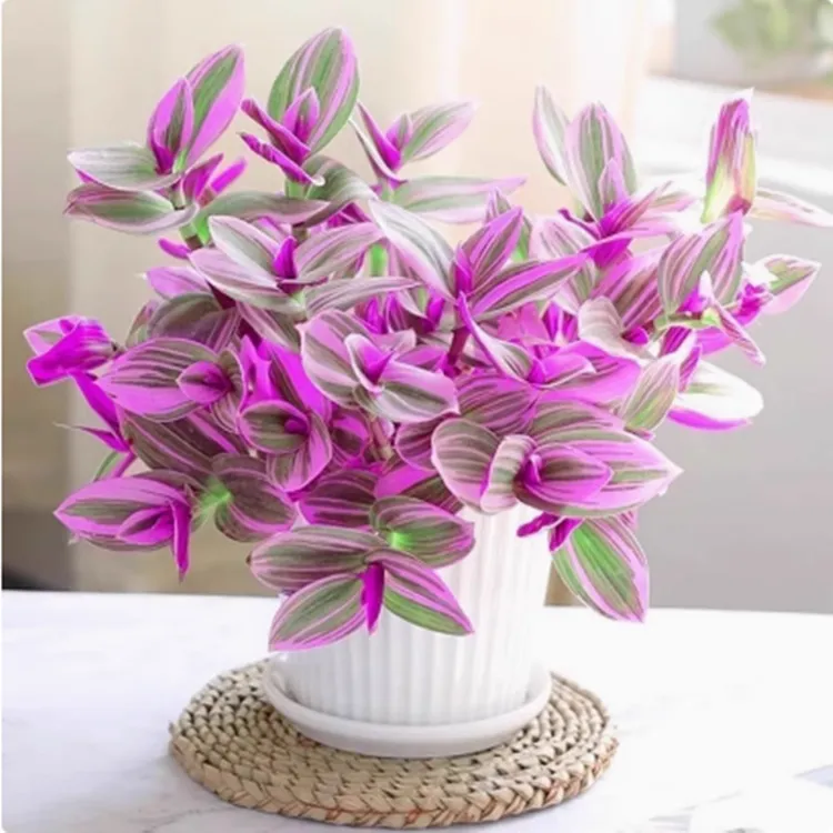 油画婚礼吊兰盆栽紫露兰花水培花卉多肉植物发财树室内好养小绿植