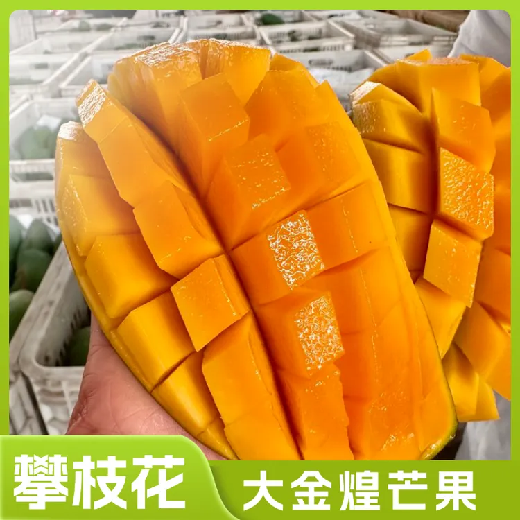 速发攀枝花大金煌芒果 超甜超大超满足