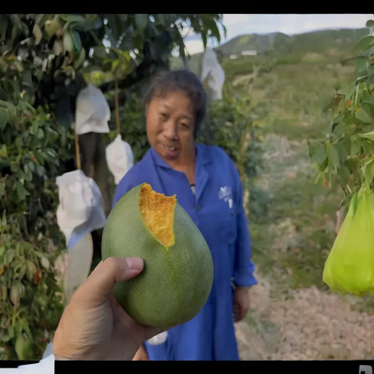 【放软食用】凯特芒果新鲜采摘当季水果带箱9-10斤