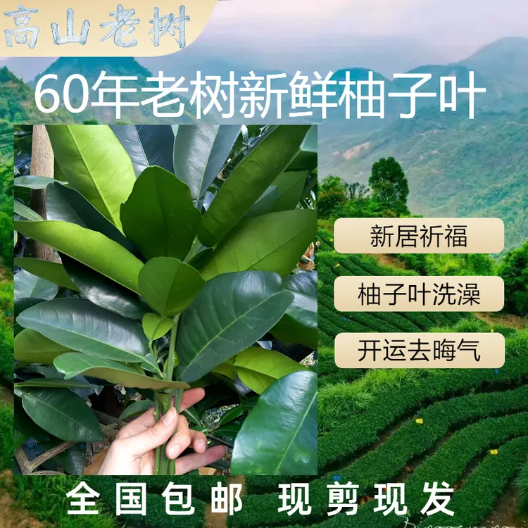 新鲜柚子叶带枝高山老树广西容县碌新居柚子叶招财去晦气柚子叶