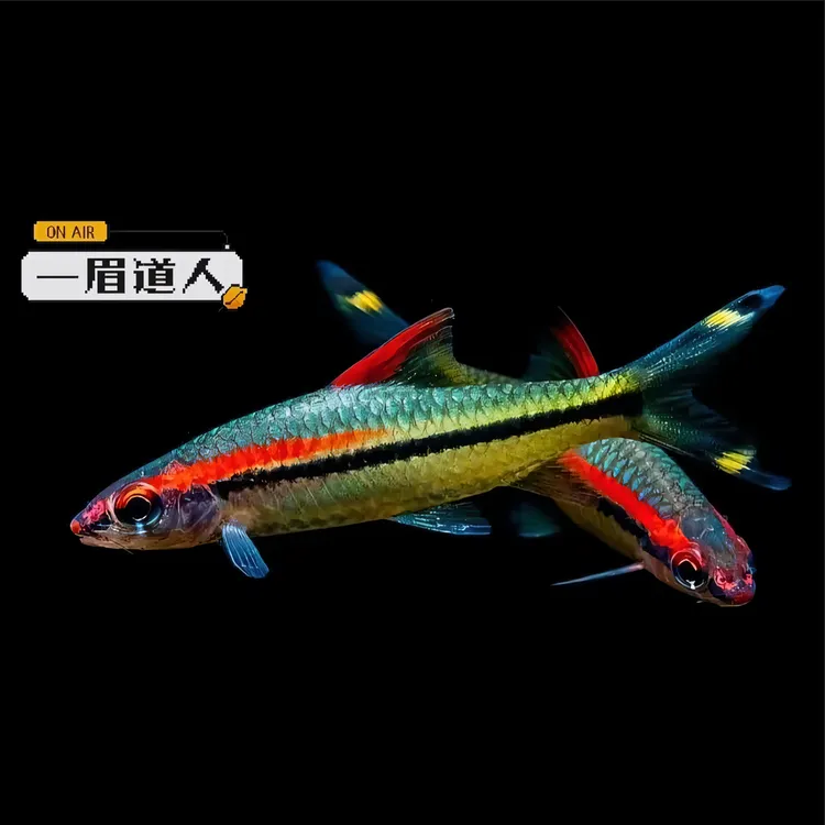 【中通发货】一眉道人观赏鱼热带淡水小型鱼群游草缸混养活体
