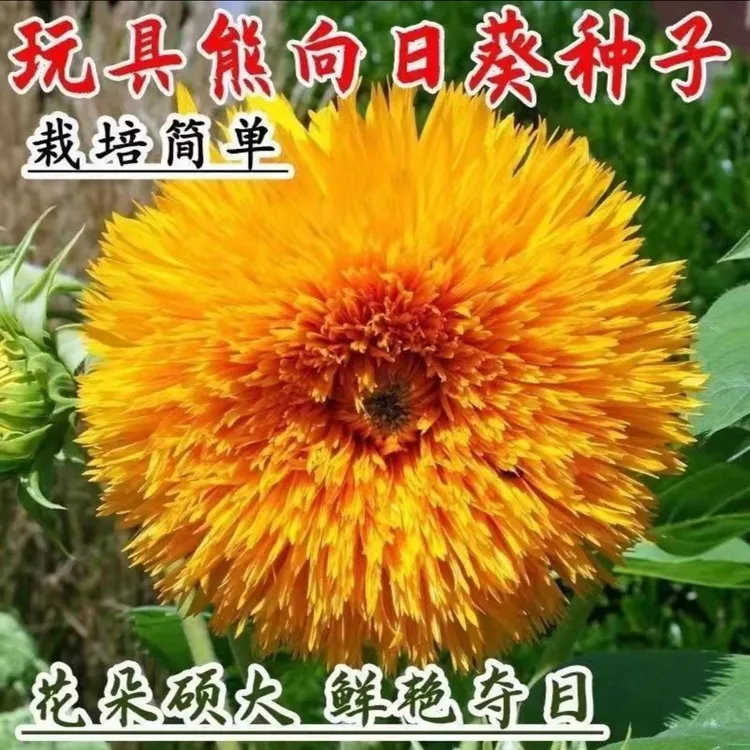 【玩具熊向日葵种子】家庭阳台小院盆栽地栽四季种植