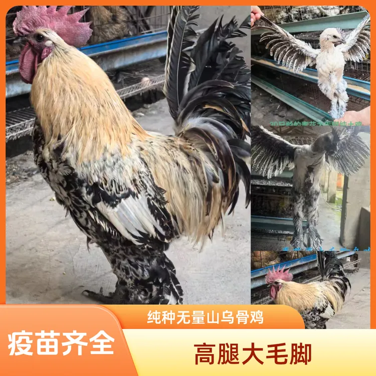 半大正宗无量山大种毛脚乌骨鸡小鸡大个品种高产蛋下绿壳蛋整鸡