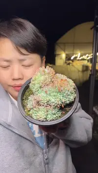 露养区小元宝盆白胖子缀6.99