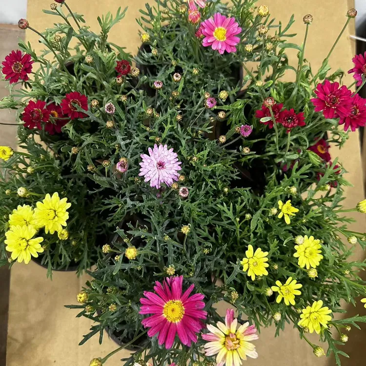 玛格丽特花苗盆栽绿植易爆养活多年生小雏菊阳台庭院