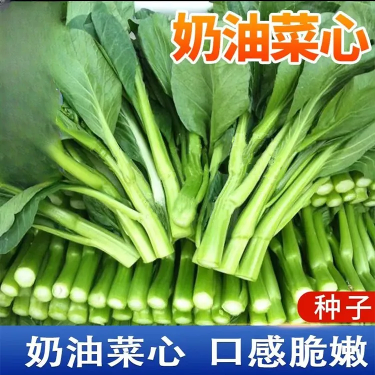 【四季奶油菜心种子】四季种植盆栽地栽阳台小院种植