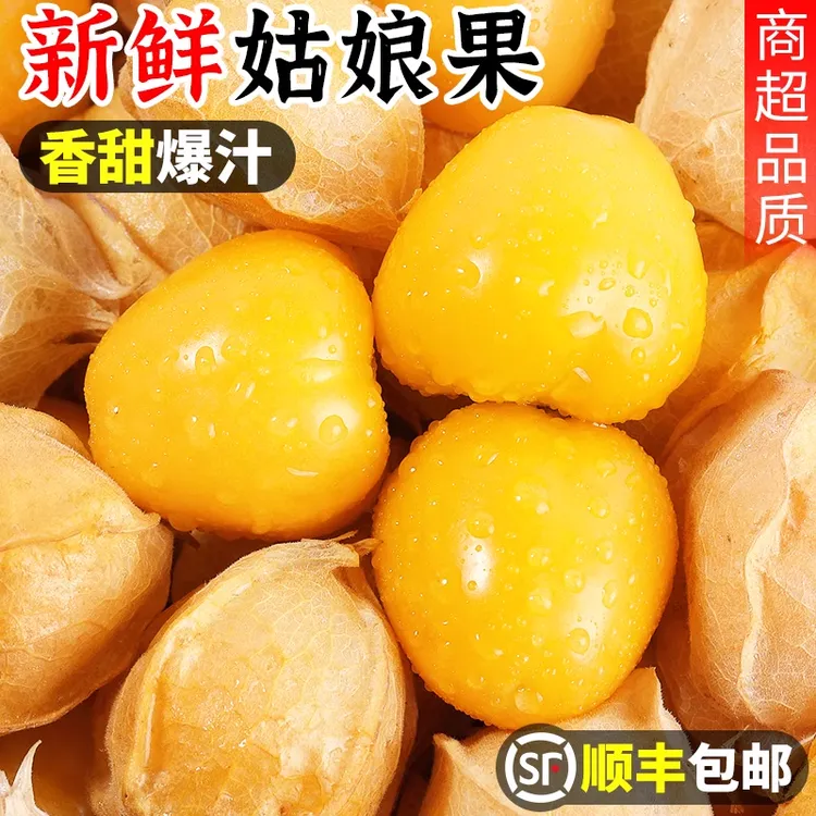 顺丰东北姑娘果灯笼果新鲜清甜多汁当季特产水果黄菇娘薄皮甜菇娘