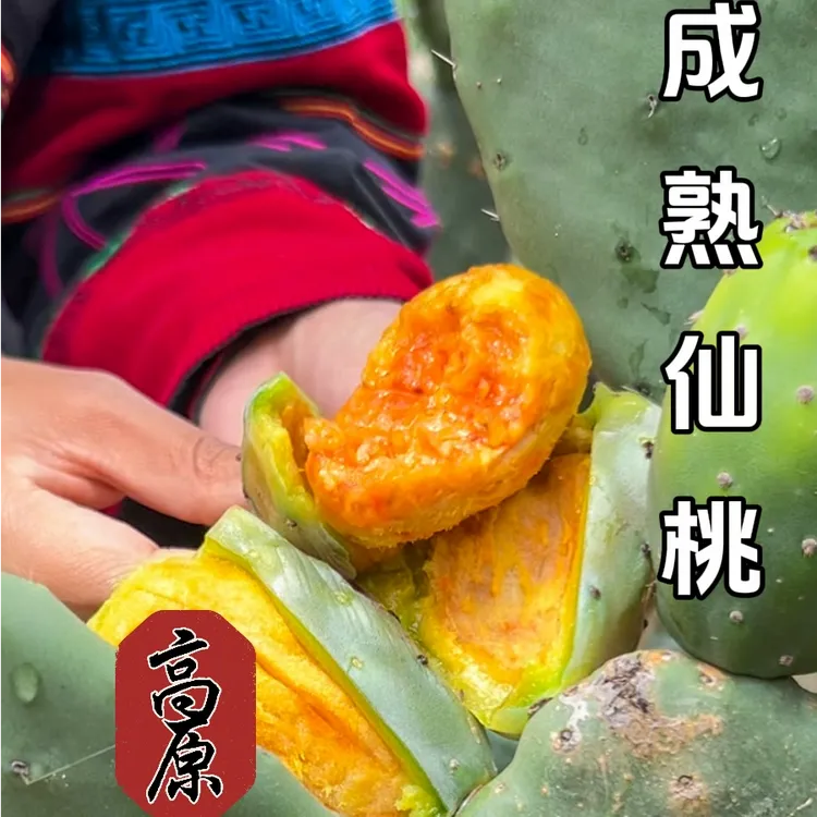 云南高山仙人掌果实 新鲜采摘仙桃 鲜采现发 {大黄果/大红果}