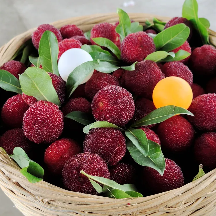 浙江临海（岩林）台州东魁甜新鲜大杨梅非仙居孕妇绿色水果包邮6斤