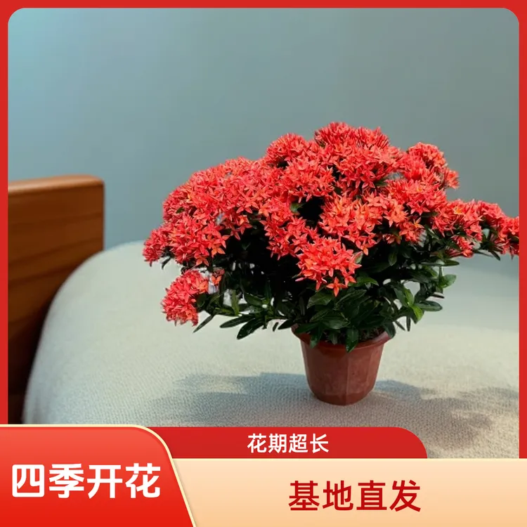 小叶龙船花盆栽四季开花室外阳台庭院好养活颜色多花期长基地发货