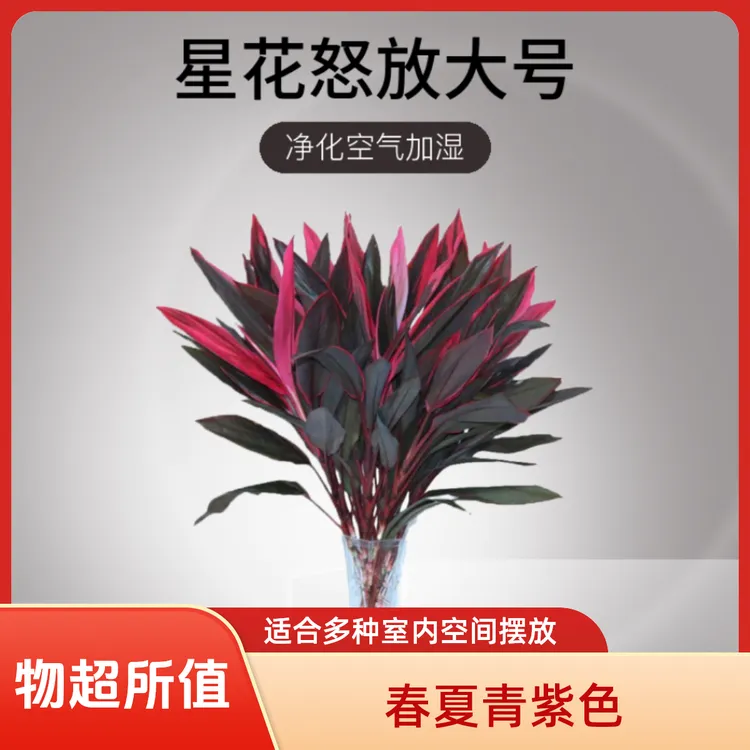星花怒放大号鸿运直播花开花卉水培植物水培花卉室内水养