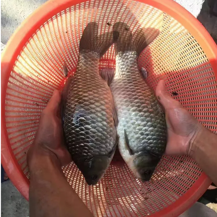 中科五号即 六倍体即  宠物水族观赏鱼商品图