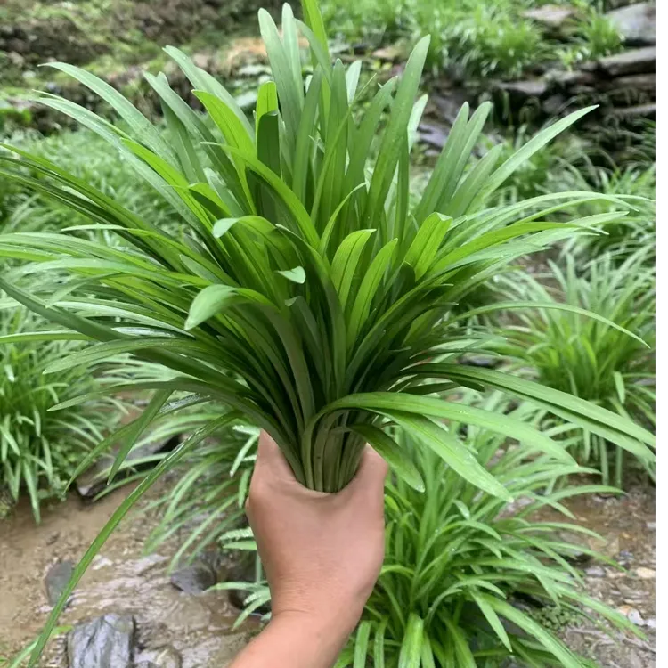 贵州雷山水韭菜-中国水韭菜之乡龙河村-生长在溪水边岩石缝的韭菜