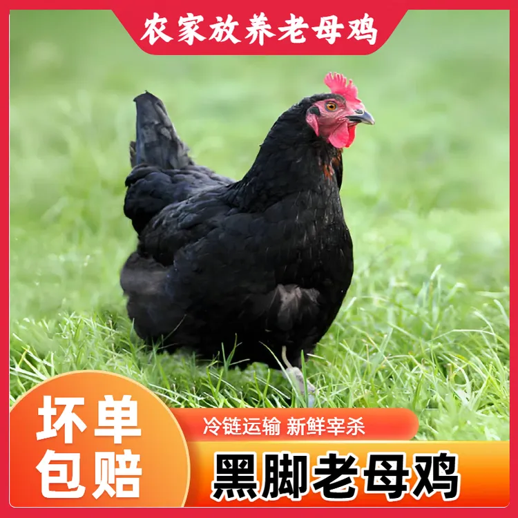 【顺丰包邮】生态黑脚老母鸡2年土鸡农家散养走地鸡煲汤新鲜柴鸡