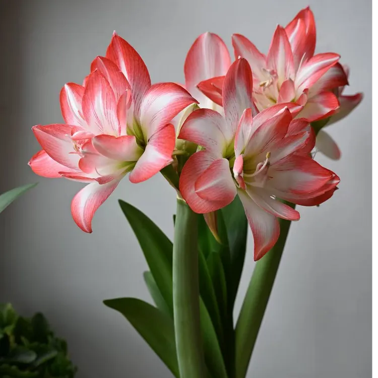 【花孔雀】 自然球花前球 朱顶红种球重瓣大球室内盆栽今年开花
