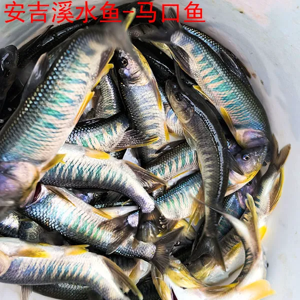 安吉溪水鱼-现杀马口鱼