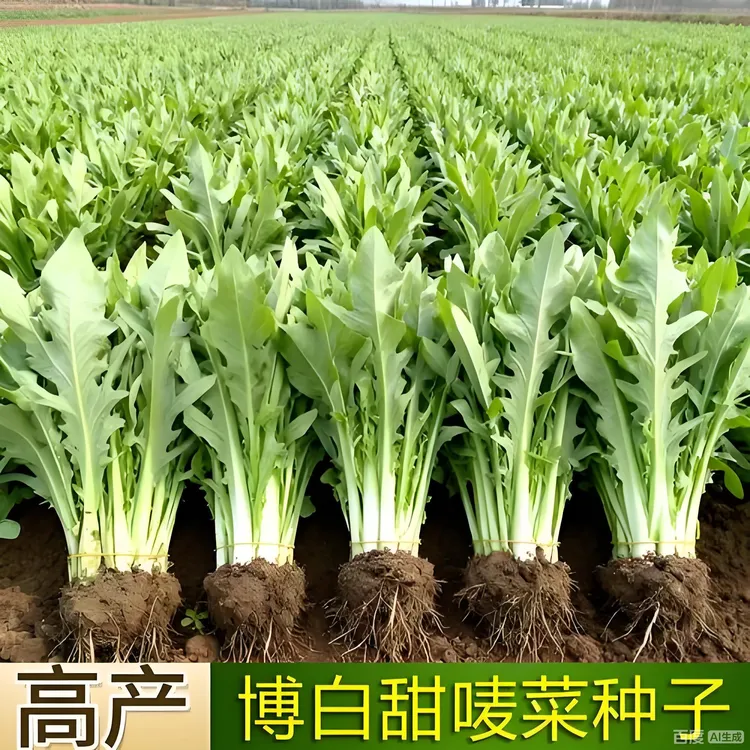 F【博白甜麦菜种子】家庭阳台庭院种植四季可种易栽易活商品图