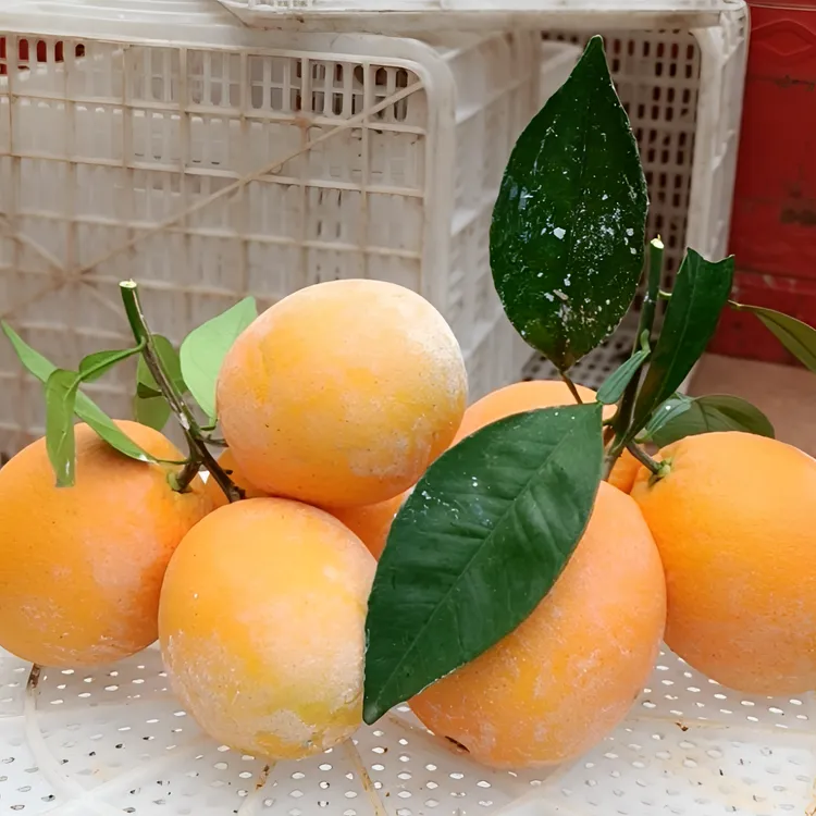 赣南当季榨汁脐橙龙勾石灰橙精品果新鲜采摘橙香浓郁橙子赣南脐橙