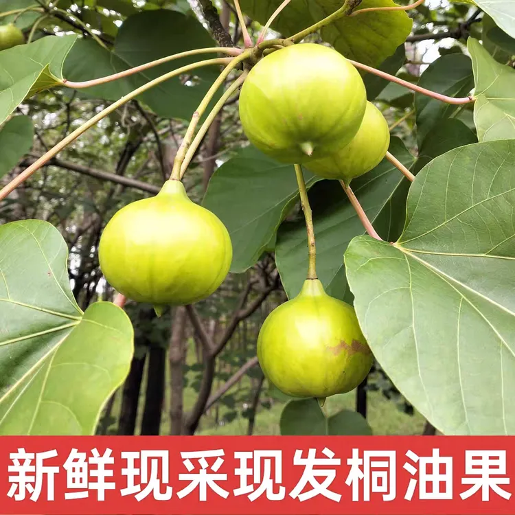 河南特产野生桐子果桐油果老油桐果现摘大山嫩果10个包邮不可食用
