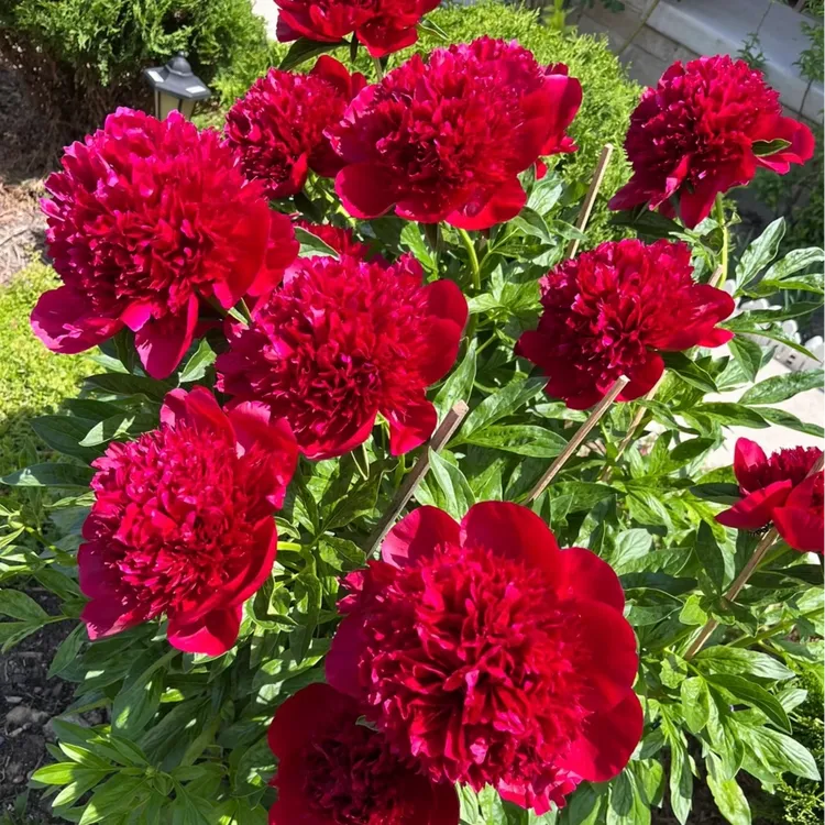 芍药花苗根块四季开花易活花卉带芽重瓣芍药花根阳台盆栽庭院植物