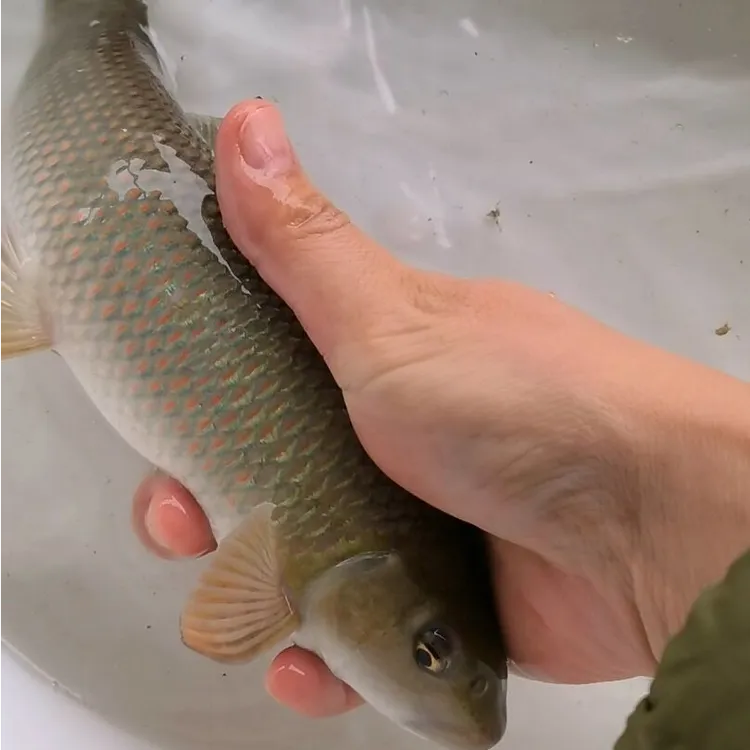 青龙棒 华鲮 水族活体鱼
