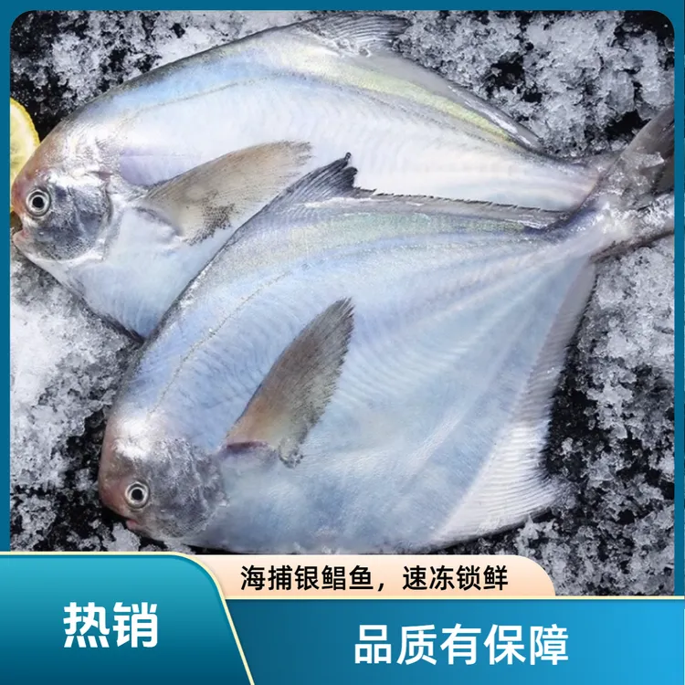 【到手5斤】海捕新鲜冷冻银鲳鱼速冻锁鲜顺丰京东冷链包邮