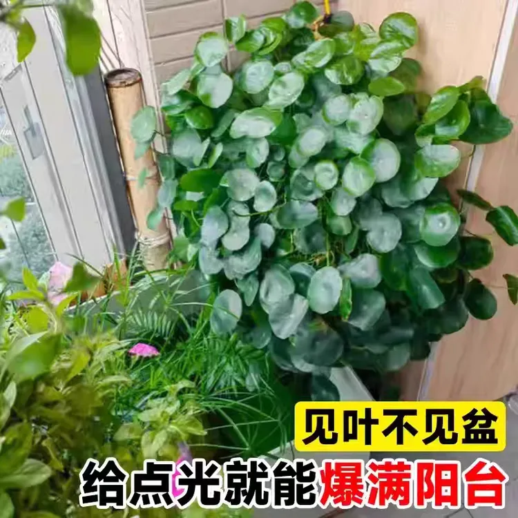金钱草大叶铜钱草水培植物室内好养水草鱼缸专用水养花卉绿植盆栽