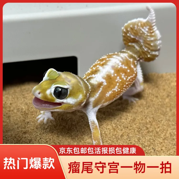 瘤尾守宫活体宠物爬宠专用直播间选购一物一拍爬宠饲养